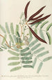 Acacia - Georg Dionysius Ehret — artwork view