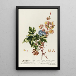 Georg Dionysius Ehret - Acer II.webp