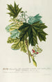 Acer III - Georg Dionysius Ehret — artwork view