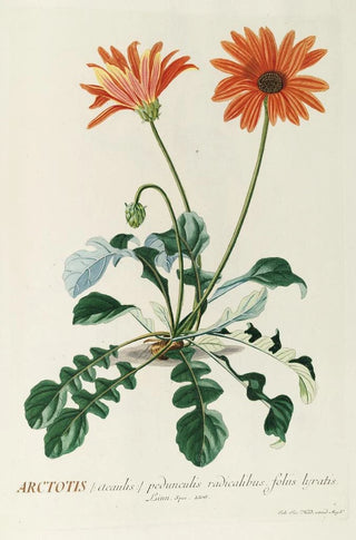 Georg Dionysius Ehret - Arctotis.webp