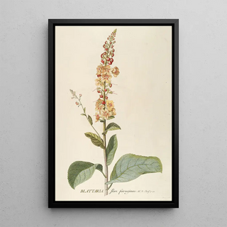 Georg Dionysius Ehret - Blattaria.webp