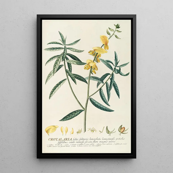 Georg Dionysius Ehret - Crotalaria.webp