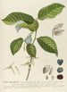 Guanabanus - Georg Dionysius Ehret — artwork view
