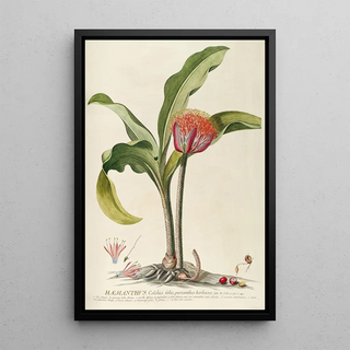 Georg Dionysius Ehret - Haemanthus.webp