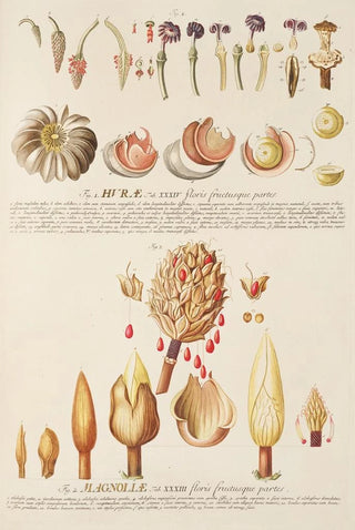 Georg Dionysius Ehret - Hurae Magnoliae.webp