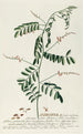 Indigo Tree III - Georg Dionysius Ehret — artwork view