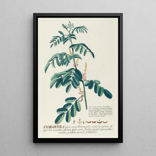 Georg Dionysius Ehret - Indigofera II.webp