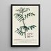 Indigo plant - Georg Dionysius Ehret — framed artwork on a wall