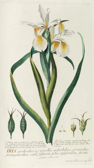 Georg Dionysius Ehret - Iris.webp