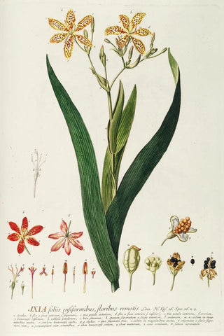 Georg Dionysius Ehret - Ixia.webp