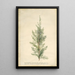 Juniper - Georg Dionysius Ehret — framed artwork on a wall