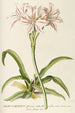 LilioNarcissus - Georg Dionysius Ehret — artwork view