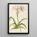 LilioNarcissus - Georg Dionysius Ehret — framed artwork on a wall