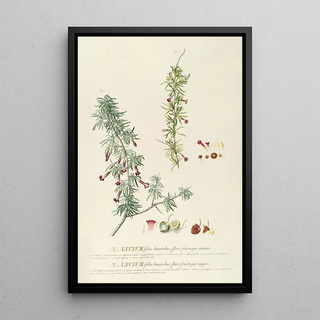 Georg Dionysius Ehret - Lycium.webp