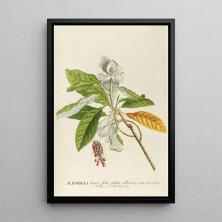 Georg Dionysius Ehret - Magnolia.webp