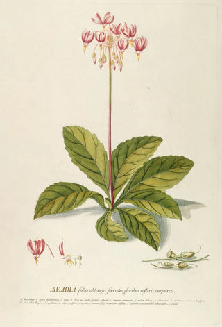 Georg Dionysius Ehret - Meadia.webp