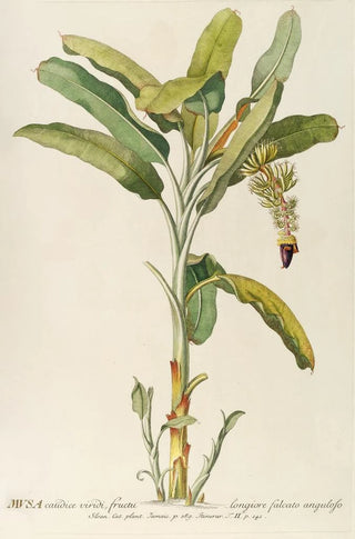 Georg Dionysius Ehret - Musa.webp