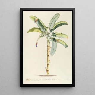 Georg Dionysius Ehret - Musa II.webp