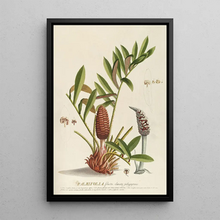 Georg Dionysius Ehret - Palmifolia.webp