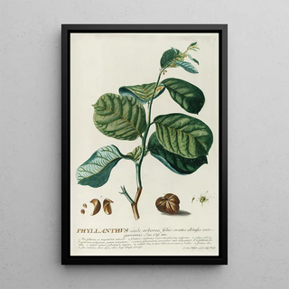 Georg Dionysius Ehret - PhylIanthus.webp