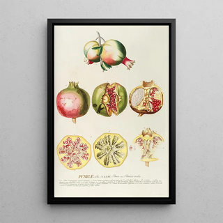 Georg Dionysius Ehret - Punicae.webp