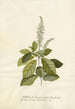 Spiraea - Georg Dionysius Ehret — vista dell’opera