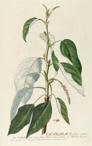 Georg Dionysius Ehret - Tacamahaca II.webp