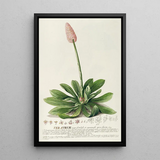 Georg Dionysius Ehret - Veratrum.webp