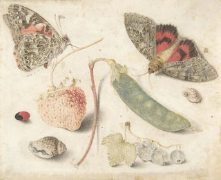 Georg Flegel - Studies of Fruits Insects and Shells.webp