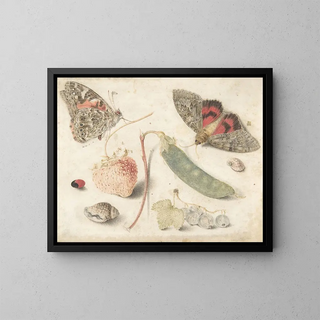 Georg Flegel - Studies of Fruits Insects and Shells.webp