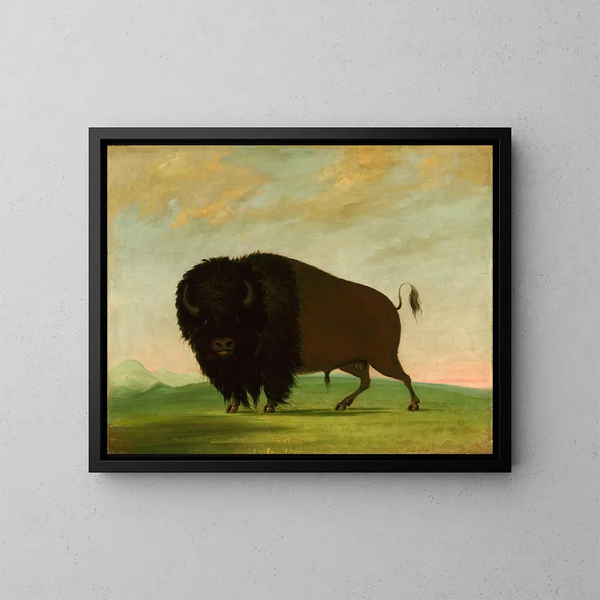Bison weidend auf der Wiese - George Catlin — gerahmtes Bild an der Wand