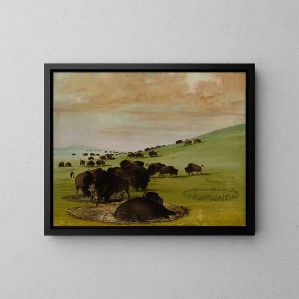 Bisons dans un trou d'eau - George Catlin — gerahmtes Bild an der Wand
