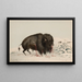 Buffle ferito - George Catlin — quadro incorniciato alla parete
