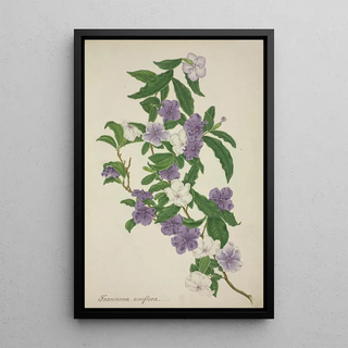 George De Alwis - Mon Jardin a Ceylan Pl009.webp