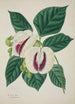 Mein Garten in Ceylon Pl038 - George De Alwis — Ansicht des Kunstwerks