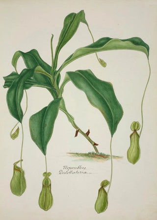 George De Alwis - Mon Jardin a Ceylan Pl040.webp