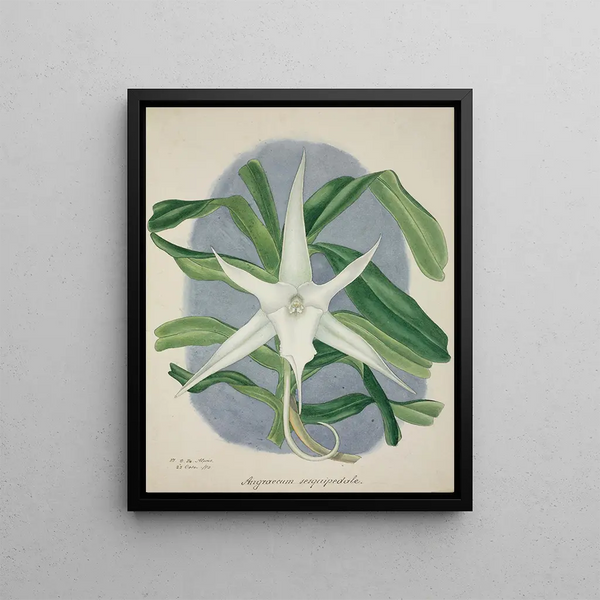 George De Alwis - Mon Jardin a Ceylan Pl046.webp