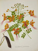 Mon Jardin à Ceylan Pl056 - George De Alwis — artwork view