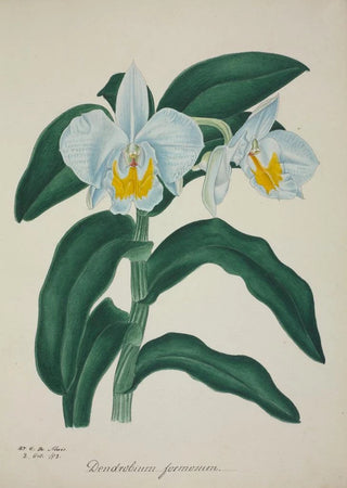 George De Alwis - Mon Jardin a Ceylan Pl060.webp