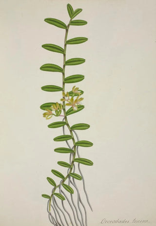 George De Alwis - Mon Jardin a Ceylan Pl066.webp