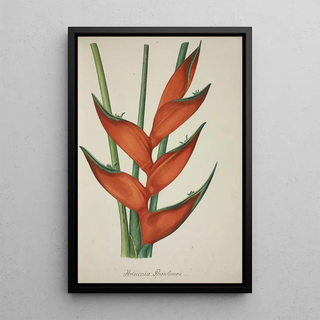 George De Alwis - Mon Jardin a Ceylan Pl067.webp