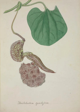 George De Alwis - Mon Jardin a Ceylan Pl072.webp