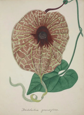 George De Alwis - Mon Jardin a Ceylan Pl073.webp