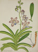 Mon Jardin à Ceylan Pl075 - George De Alwis — artwork view