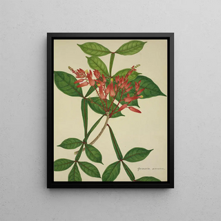 George De Alwis - Mon Jardin a Ceylan Pl076.webp