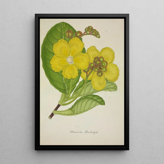 George De Alwis - Mon Jardin a Ceylan Pl078.webp