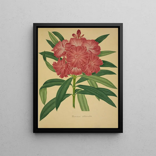 George De Alwis - Mon Jardin a Ceylan Pl079.webp