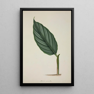 George De Alwis - Mon Jardin a Ceylan Pl083.webp