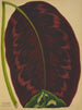 My Garden in Ceylon Pl091 - George De Alwis — artwork view