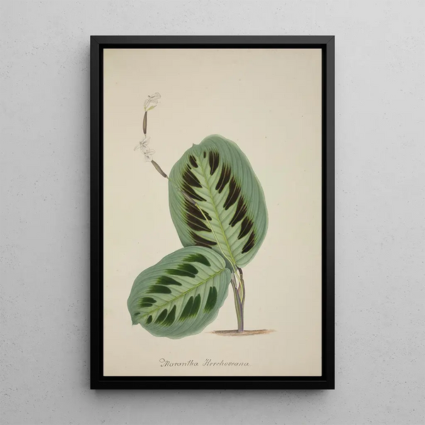 George De Alwis - Mon Jardin a Ceylan Pl093.webp